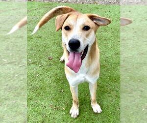 Bunny - Male Labrador Retriever-Unknown Mix Dog for Adoption - Photo #3