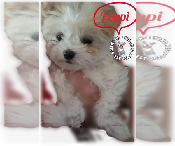Medium Photo #4 Maltese-Unknown Mix Puppy For Sale in Omaha, NE, USA