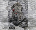 Small #8 Cane Corso
