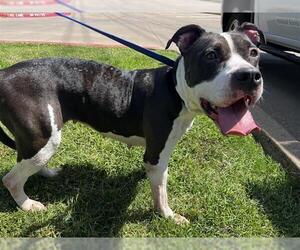 American Staffordshire Terrier-Unknown Mix Dogs for adoption in Grand Prairie, TX, USA