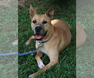 Boxer-German Shepherd Dog Mix Dogs for adoption in Attalka, AL, USA