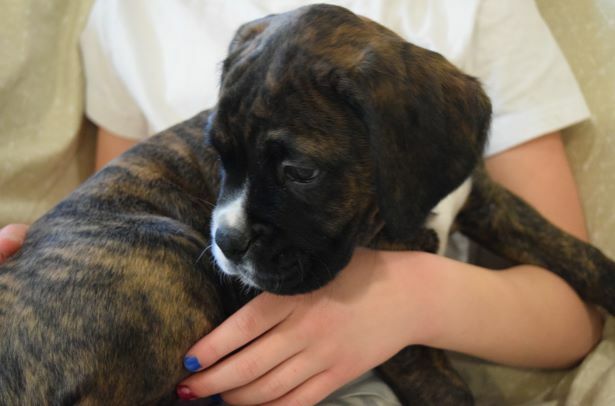 Medium Photo #6 Boxer Puppy For Sale in KELLY, KS, USA