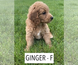 Goldendoodle-Poodle (Miniature) Mix Puppy for sale in MILLERSBURG, OH, USA