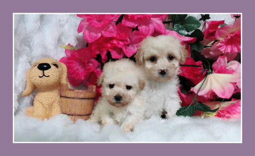 Medium Photo #1 Maltese Puppy For Sale in SAN JOSE, CA, USA