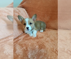 Pembroke Welsh Corgi Litter for sale in SHILOH, OH, USA