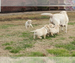 Small Photo #18 Labrador Retriever Puppy For Sale in ROCKWOOD, TN, USA
