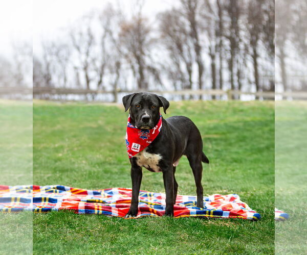 Medium Photo #3 Labrador Retriever-Unknown Mix Puppy For Sale in Unionville, PA, USA