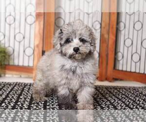Poodle (Miniature) Puppy for sale in NAPLES, FL, USA