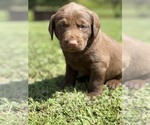 Small #3 Labrador Retriever