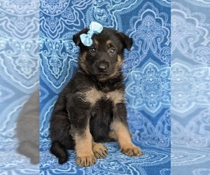 German Shepherd Dog Puppy for sale in KIRKWOOD, PA, USA