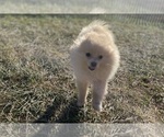 Small #7 Pomeranian