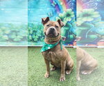 Small #2 Staffordshire Bull Terrier Mix
