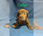 Puppy Callie Labrador Retriever