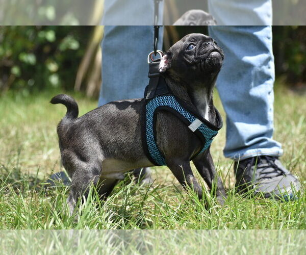 Medium Photo #2 Pug Puppy For Sale in PALM COAST, FL, USA