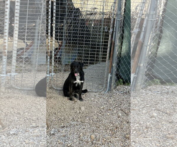Medium Photo #3 Australian Shepherd-Unknown Mix Puppy For Sale in Stover, MO, USA