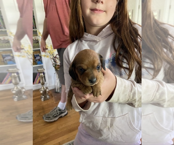 Medium Photo #5 Dachshund Puppy For Sale in STEPHENS CITY, VA, USA