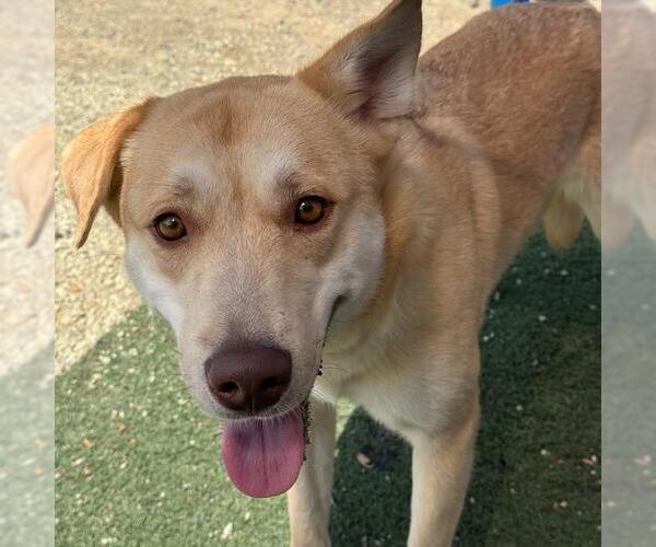 Medium Photo #2 Labrador Retriever-Unknown Mix Puppy For Sale in San Diego, CA, USA