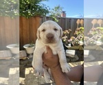Small #2 Labrador Retriever