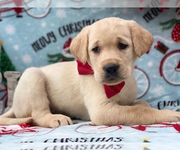 Medium Photo #6 Labrador Retriever Puppy For Sale in LANCASTER, PA, USA