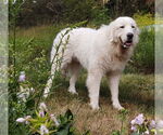 Small #1 Great Pyrenees