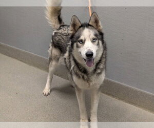 Siberian Husky-Unknown Mix Dogs for adoption in Las Vegas, NV, USA