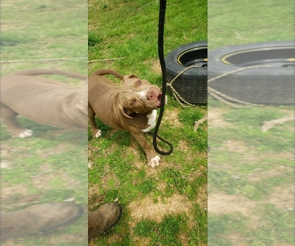 Medium Photo #6 American Bully Puppy For Sale in RISING FAWN, GA, USA