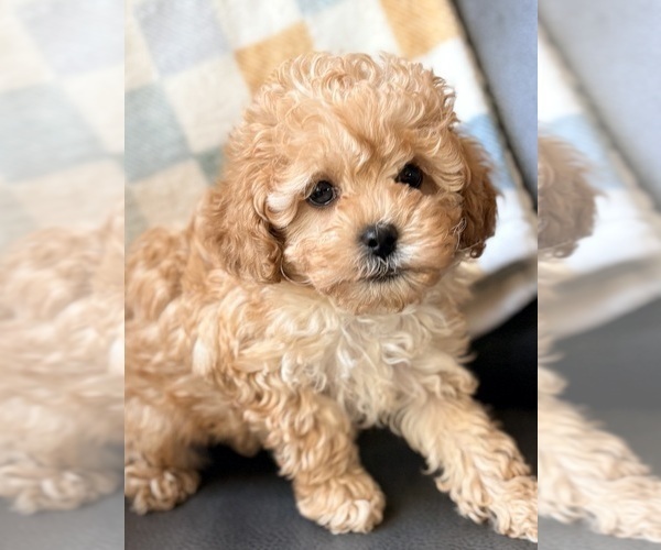 Medium Photo #3 Cavapoo (Miniature) Puppy For Sale in WAUSEON, OH, USA