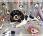Small #4 Cavalier King Charles Spaniel