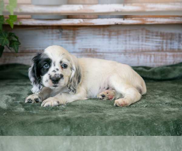 Medium Photo #3 Cocker Spaniel Puppy For Sale in SHREVE, OH, USA