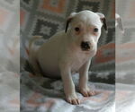 Small #12 Dalmatian-Labrador Retriever Mix