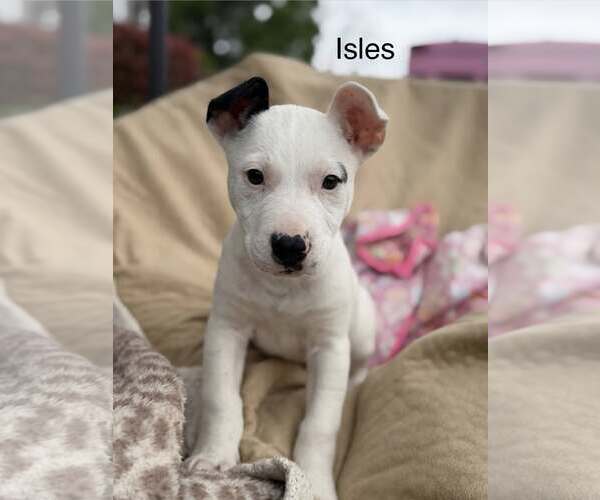 Medium Photo #1 Mutt Puppy For Sale in Turlock, CA, USA