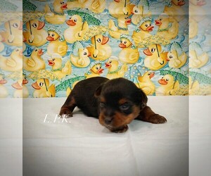 Yorkshire Terrier Puppy for sale in WINNSBORO, LA, USA