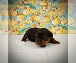 Small Yorkshire Terrier