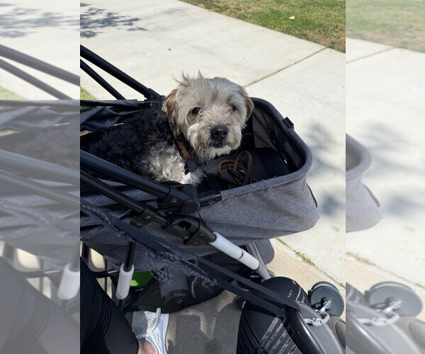 Medium Photo #2 Poodle (Miniature)-Unknown Mix Puppy For Sale in Dana Point, CA, USA