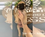 Small Photo #1 Mastiff Puppy For Sale in LOGANVILLE, GA, USA