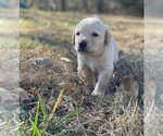 Small Photo #6 Labrador Retriever Puppy For Sale in CROSSVILLE, TN, USA