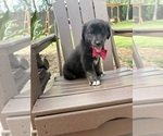 Small Photo #36 Gollie Puppy For Sale in SANTA ROSA BEACH, FL, USA