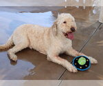 Small #2 Goldendoodle