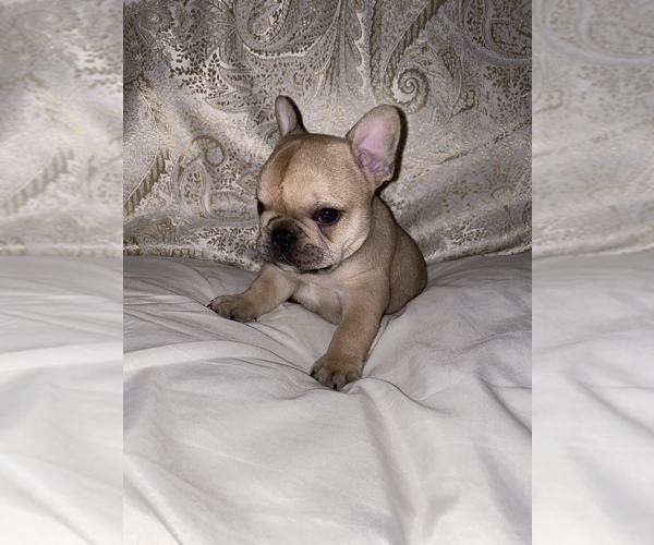 Medium Photo #1 French Bulldog Puppy For Sale in CROWNSVILLE, MD, USA