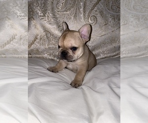 French Bulldog Puppy for sale in CROWNSVILLE, MD, USA