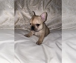 Small Photo #1 French Bulldog Puppy For Sale in CROWNSVILLE, MD, USA