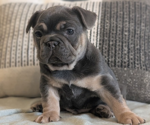 Medium Photo #54 French Bulldog Puppy For Sale in GOSHEN, IN, USA