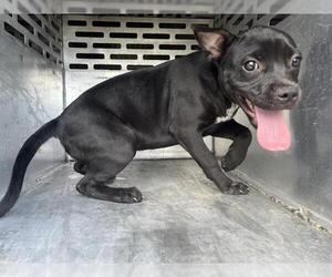 American Pit Bull Terrier-Unknown Mix Dogs for adoption in Waco, TX, USA