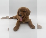 Small Photo #19 Golden Retriever Puppy For Sale in OCALA, FL, USA