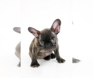 Medium French Bulldog