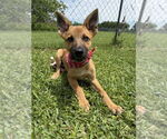 Small #2 German Shepherd Dog Mix