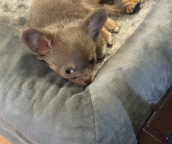 Medium Photo #2 Chihuahua Puppy For Sale in FENNVILLE, MI, USA