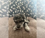 Puppy Red Labradoodle-Poodle (Standard) Mix