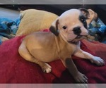 Small Photo #16 Bulldog Puppy For Sale in GIBSONIA, PA, USA