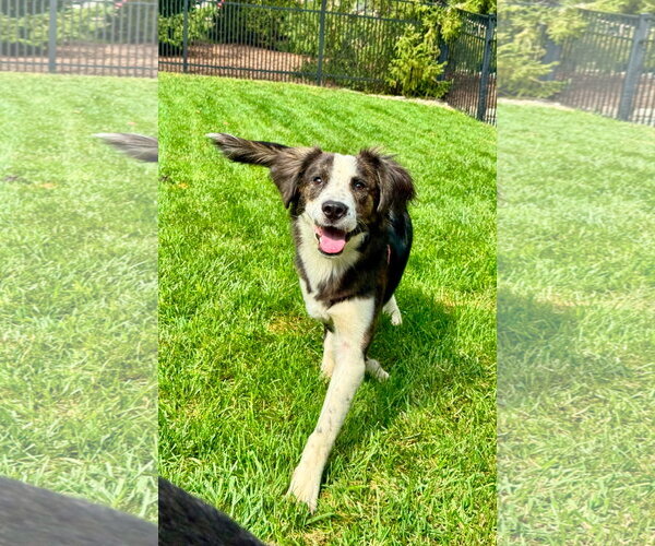Medium Photo #2 Australian Shepherd-Colonial Cocker Spaniel Mix Puppy For Sale in Germantown, OH, USA